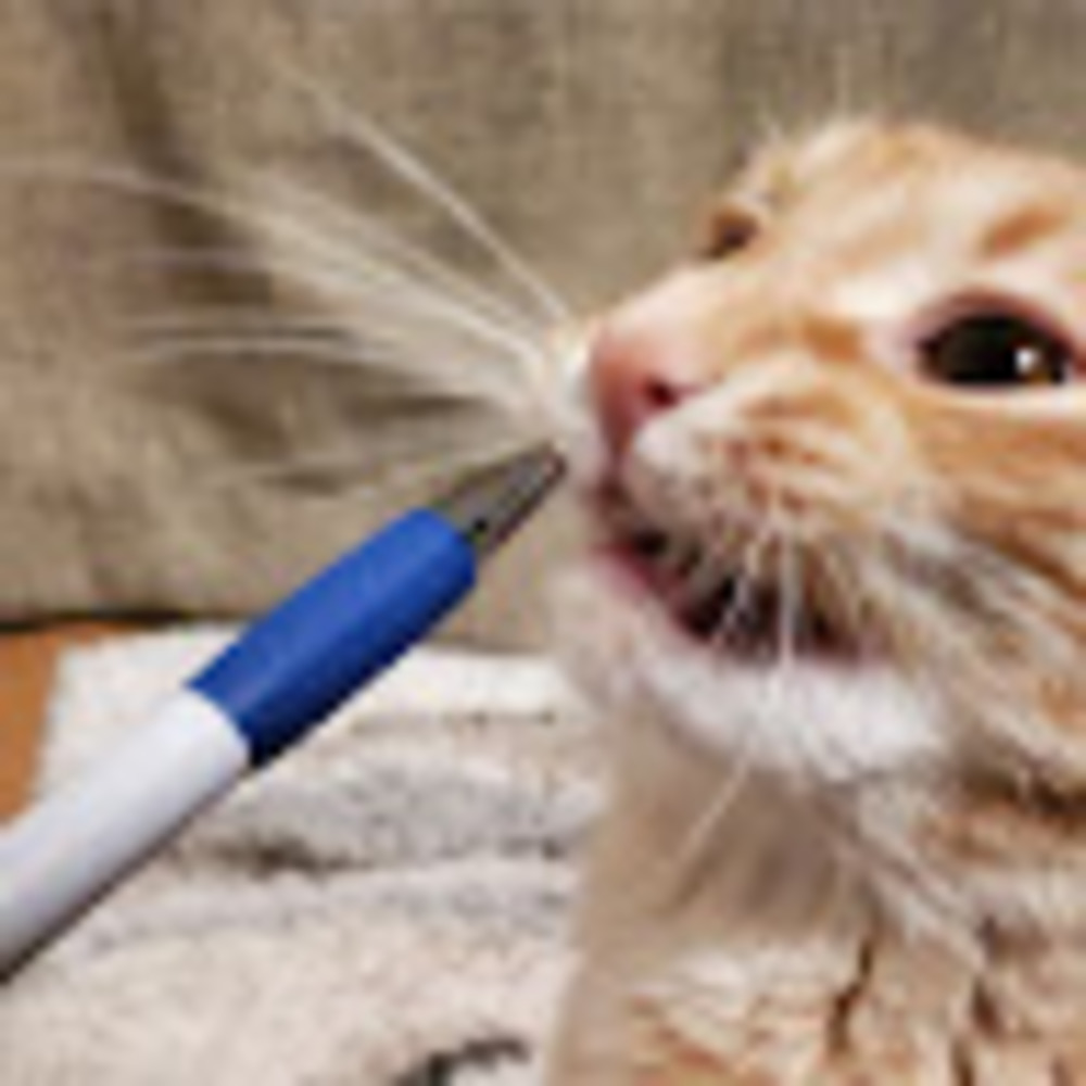 Meet your Posher, Woah